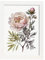 Nacnic Pfingstrose 1 Poster im nordischen Stil. Botanik Illustrationen mit Blumen und Pflanzen im Wasserfarbe. Innenarchitektur und Dekoration. A4 weißen Rahmen.