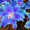 Lilium martagon zwiebeln,Winterharte mehrjährig,Dekorative Blumen,lilien Deko,lilie riesen,Lilien im topf,Lilie,duft lilien,lilien knollen,lilien zwiebeln winterhart.-2 zwiebeln-I