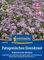 Kiepenkerl Patagonische Eisenkrautsamen Argentinische Verbene 1061190 - Beet- und Schnittstaude - Inhalt für 80 Pflanzen, Blumensamen, Saatgut, Pflanzen