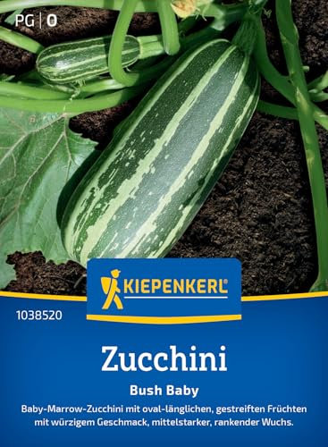 Zucchini Bush Baby, F1 1038520 - Qualitativ hochwertige Samen, Würziger Geschmack, Perfekt für Freiland, Hochbeet und größere Kübel, Gemüsesamen für 5 Pflanzen