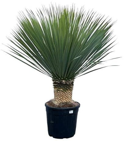 Yucca Rostrata - Palmlilie - Zimmerpflanze - 140 cm - Ø45cm