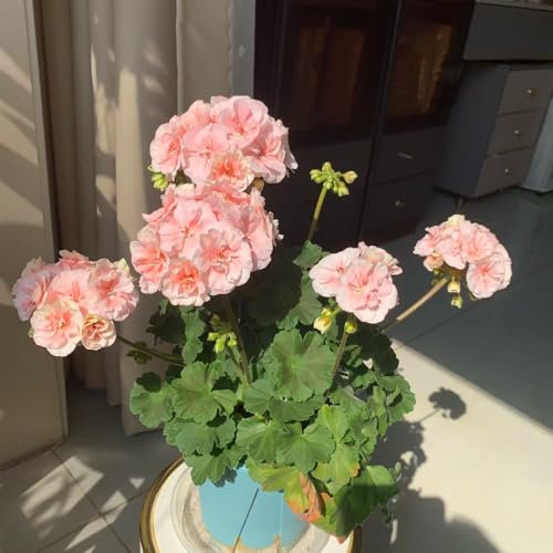 geranien samen hängend, winterharte stauden, bienenweide saatgut blüten, balkon blumen flowers, pflanzen winterhart draußen stauden winterhart mehrjährig, blumensamen bienenwiese 700pcs