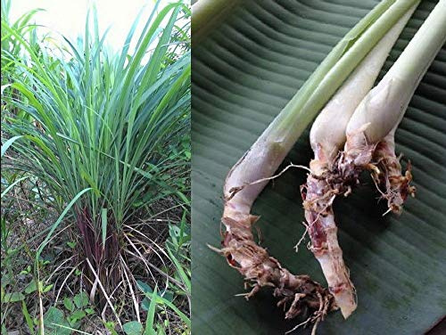 3 x Aromatico Cymbopogon Nardus Citronella Erba Serai Wangi Diretta Rizomi Radicato
