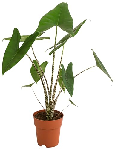 Dehner Pfeilblatt, Alocasia zebrina, gestreifte Stängel, ca. 85-90 cm, Ø Topf 19 cm, Zimmerpflanze