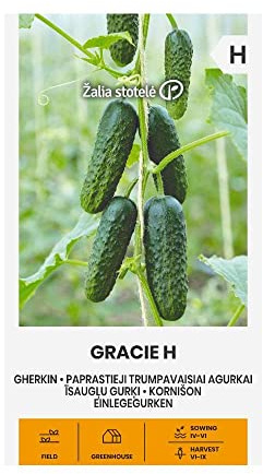 Zalia stotele | SOTTACETI GRACIE H de semillas | Semillas de hortalizas | Semillas pepinillos | Semillas de plantas | Semillas de jardín | 1 paquete