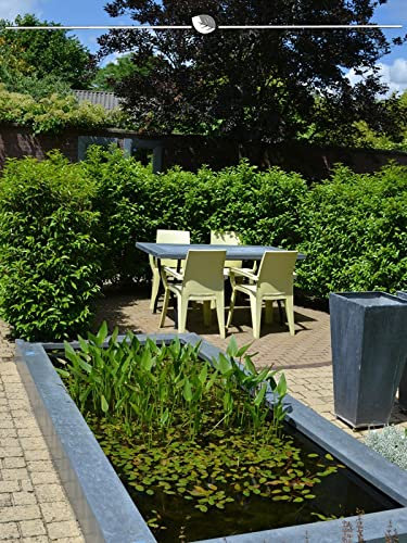 Portugiesischer Kirschlorbeer Angustifolia 140-160 cm IM TOPF.3 St. Lorbeerhecke