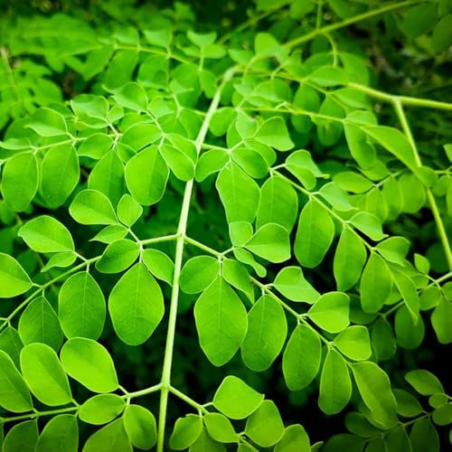 moringa samen bio - gartensamen,winterharte stauden mehrjährig moringa baum kaufen samen balkon pflanze,stauden bonsai,kleines geschenk für frauen zimmerpflanzen,plants bonsai 10pcs