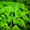 moringa samen bio - gartensamen,winterharte stauden mehrjährig moringa baum kaufen samen balkon pflanze,stauden bonsai,kleines geschenk für frauen zimmerpflanzen,plants bonsai 10pcs