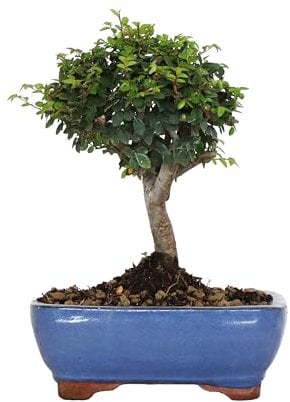KENTIS - Zelkova Bonsai Baum Echt - Zelkoven Gartenbonsai und Zimmerbonsai - H 22/32 cm Topf 19 cm