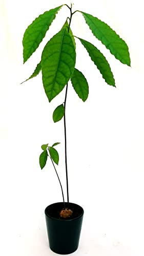 POWERS TO FLOWERS - AVOCADO, PIANTA DELL'AVOCADO, PIANTA DA FRUTTO, vaso 13cm diametro, pianta vera