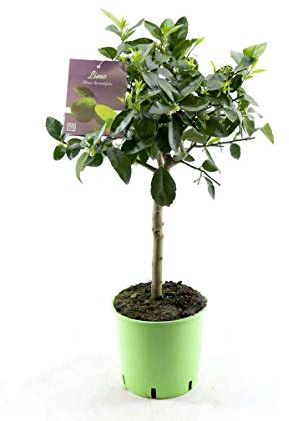 Limettenbaum Lima Verde - Caipirinha Limette (130-170 cm) | Frisch & Aromatisch für Cocktails, Garten & Terrasse | Hohe Erträge, Robust & Pflegeleicht