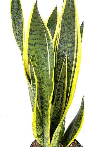 Lengua de la suegra: La amiga de los espacios con poca luz. Aporta encanto y armonía a tu hogar. Planta Natural de Fácil de Mantener en maceta de 8,5cm