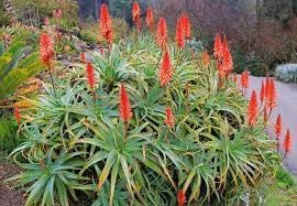 Neue frische 80 Stück Aloe arborescens Pflanzensamen
