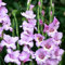 Gladioli Bulbi,Gladioli Plant Live, Gladioli Resistente Al Freddo Gladioli Rizoma Gladioli Gladioli Plant Live Large Gladioli Perenne Gladioli Impianto Gladioli Tubero-10Bulbi -C