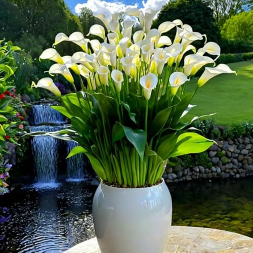 Calla-Rhizom/Blick auf den Innenbalkon/Kann in Töpfen gezogen werden/Duftend-4 Rhizome-B