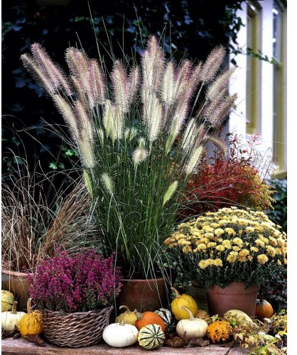 Staude Federborstengras grünblättrig, 3er-Set