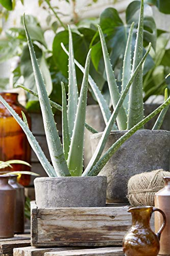 Pianta Fresca di Aloe Vera Viva |Pianta Medicinale Lenitiva da Casa 15-20 cm