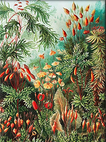 CloudShang Ernst Haeckel Poster Vintage Botanical Tirages Flower Plant Murale Art Cottagecore J25160 50X70Cm/Leinwand Rahmen