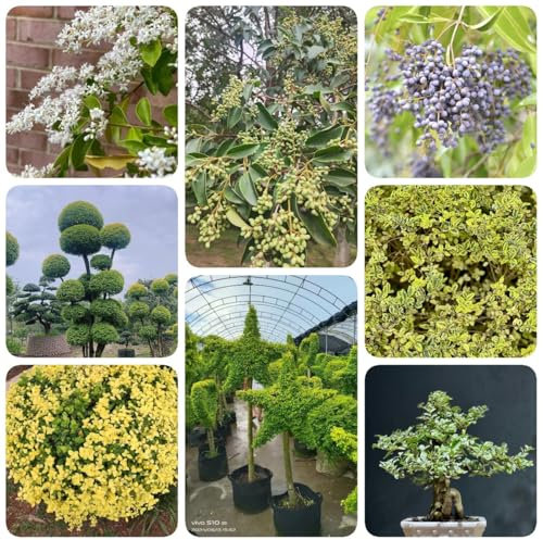 300 piezas Semillas de plantas de cobertura de ligustro - camas elevadas para jardín, planta de balcón Seto de aligustre de hoja perenne maceta de bonsai plantas raras cama elevada,