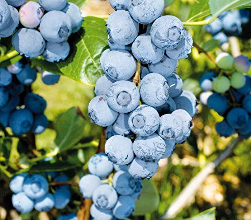 Dehner Heidelbeere Duke, süsse Früchte, ca. 55-65 cm, 3 l Topf | Vaccinium corymbosum, ertragreicher Beerenstrauch, robuste Sorte, Erntezeit Juni/Juli