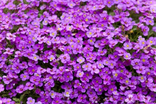 Aubretia Plants - Lilac - 12 x Full Plant Pack - Lilac Aubretias - Garden Ready - Ready to Plant - Premium Quality Bedding Plants