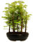 Bonsai Baum mit Keramik Blumentopf - Metasequoia - Bonsai - Wald - Baum im Freien (P18)