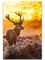 Eau Zone Wandbild auf Leinwand 90x60cm Hirsch im Morgenlicht