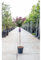 Lagerstroemia indica Viola pianta ad alberello in vaso ø24 cm h. 120/140 cm circa Vivaio di Castelletto