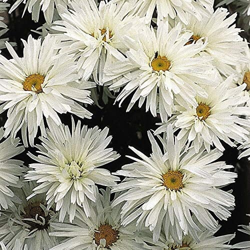 Easy to Grow White Flowering Leucanthemum ‘Crazy Daisy’, Hardy Perennial, 72 Plug Plants by Thompson and Morgan (72)