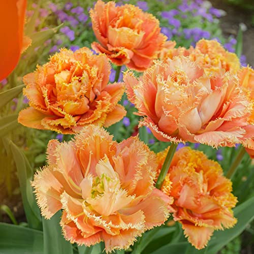 Tulpenzwiebeln Winterhart MehrjäHrig Quastenblume Orange Blumen Deko FrüHlingsblumen Zwiebeln Tulpen Zimmerpflanzen Balkon Nachhaltige Geschenke FüR Gartenfreunde 20 Tulpen Blumenzwiebeln FrüHblüHer