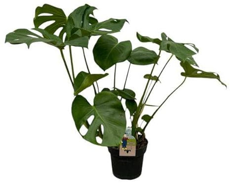 Monstera Deliciosa - Köstliches Fensterblatt - Zimmerpflanze - 75 cm - Ø21cm