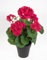 Seidenblumen Roß Künstliche Geranie im Topf 34cm LM Kunstblumen künstliche Pelargonium Blumen Pflanzen (Fuchsia-Pink - 34cm)