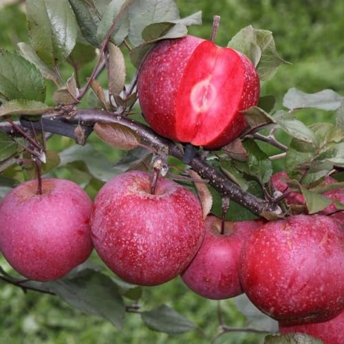 Plant Theory 1.2m Apple Tickled Pink Baya Marisa Edible Cooking Outdoor Fruit Tree 11.5L Pot M27 Rootstock
