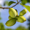 2 pcs Indianerbanane Samen, winterharte kübelpflanzen, geschenke für pflanzenliebhaber Asimina Triloba, Pawpaw Baum, zwergobstbäume, zimmerpflanze gartenpflanzen balkongarten obstbäume