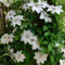 GreenboutiQ - Kletterpflanze - Clematis Miss Bateman - Blüte Rosa - Wenig Pflege - 2 Pflanzen - Topf 11cm Höhe 40cm