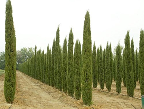 Mini-Wacholder-Samen, mehrjährige Pflanze, italienische Zypresse (Cupressus Sempervirens Stricta), 30 Stück