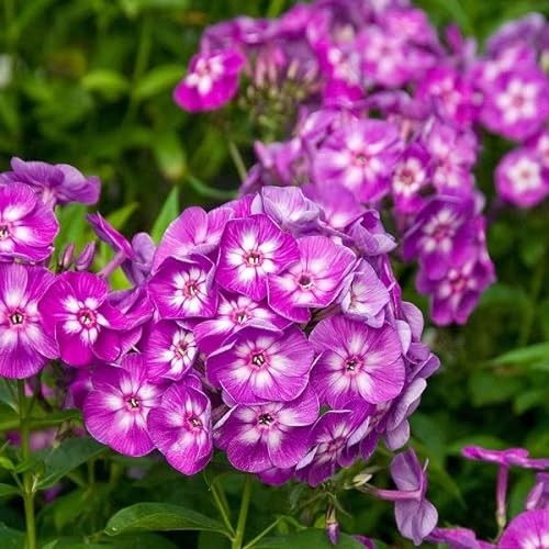 6 x Phlox paniculé 'Laura' - Phlox Paniculata 'Laura' - Godet 9x9 cm, Fleurs Violettes à Œil Blanc, Résistant aux Maladies