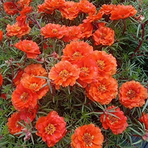 WmHeoo2077 Ornamentales para balcón, Jardín,Semillas de Girasol Dobles, Semillas de Flores Easy Living de Cuatro Estaciones, Naranja, 3000 cápsulas,Semillas de Flores Paisaje para