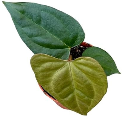 Anthurium Nigrolaminum Gigi X Forgetii - Flamingoblume - Zimmerpflanze - Ø10,5cm - ↑15cm