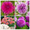 Plant in a Box - Dahlien - 4er Set - Dahlia 'Purple Love' - Dahlienknollen pflanzen - Sommerblüher - Violette Blüten - Ideal für Garten und Beete