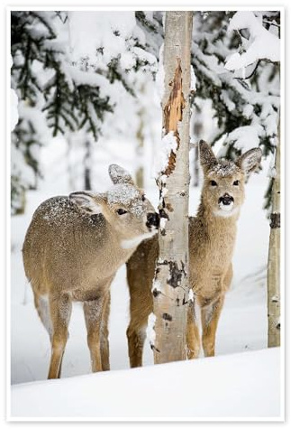 Posterlounge Rehe im Winterwald Poster | 20 x 30 cm von Michael Interisano Wandbilder Wanddeko