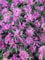 Rhododendron russatum 'Azurwolke' 20-25 cm - Rhododendron, azurblaue Blüten, Blütezeit Mai-Juni, ideal für Halbschatten, winterhart und pflegeleicht