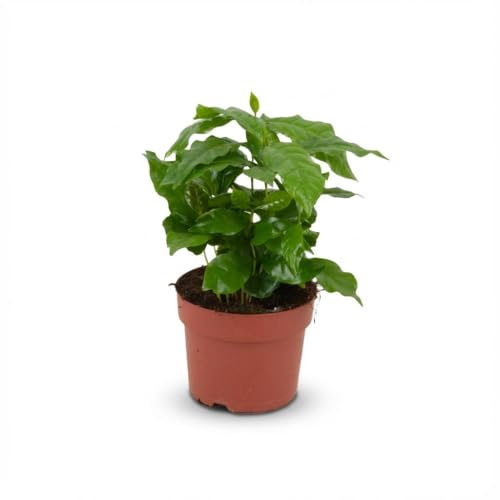 Green boutiQ - Zimmerpflanze - Kaffeepflanze - Coffea Arabica - Weiß - Pflegeleicht - 1 Pflanze - Topf 12cm - Höhe 15-20cm
