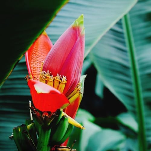20 pcs bananenbaum winterhart samen, exotische pflanzen, pflanzen garten bananenpflanze (Musa nana) bonsai topf, indoor plants säulen obstbäume, pflanze seeds, pflanzen winterhart