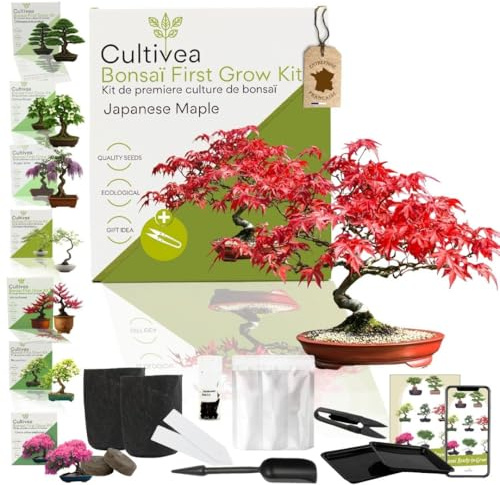 CULTIVEA Bonsai-Set First Bonsai Pflanzfertig – Gärtnern & Dekorieren – Natürliche Bonsai-Anzucht für Innen & Außen – Verschiedene Sorten, Samen, Erde & Zubehör (Japanese Maple)