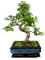 Bonsai Baum mit Keramik Blumentopf - Ligustrum, Ficus, Carmona, Podocarpus, Chinese elm - ca. 6-9 Jahre (25 cm Schale ca. 12-14 Jahre, Chinese elm P25 S)