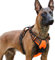 rabbitgoo Hundegeschirr Grosse Hunde, Verstellbare Geschirr Hund ohne Zug & Würgen, Anti Zug hundegeschirr mit Griff, weich Gepolsterte Reflektierende Brustgeschirr, Orange XL