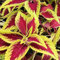 buntnessel samen mehrjährig gartendeko für draußen, balkonpflanzen buntnessel samen blumen balkon, deko blumen, pflanzen deko winterharte pflanzen für garten, blumen für balkon herbst 80pcs
