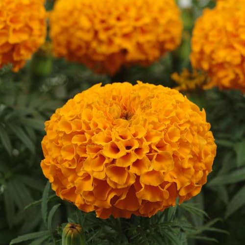 Perfect Plants - African Marigold Plants Orange - 6 Pack Bedding Plants - Garden Ready Plants