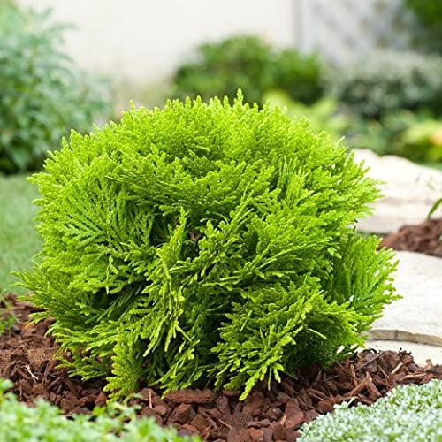 Vivai le Georgiche - Pianta vera di Thuja occidentalis Mirjam Tuia - vaso Ø 18 cm
